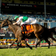 woodbine-partners-with-1/st-for-pegasus-world-cup-filly-&-mare-turf-qualifier