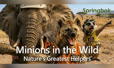 springbokcasino-ties-july-free-spins-to-‘minions-in-the-wild’-campaign
