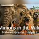 springbokcasino-ties-july-free-spins-to-‘minions-in-the-wild’-campaign